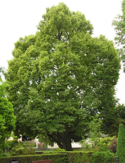 L&#039;arbre remarquable de Rungis : un tilleul bicentenaire